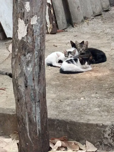 Doação de gatos