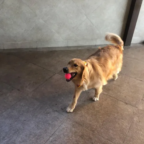 Golden Retriever Fêmea