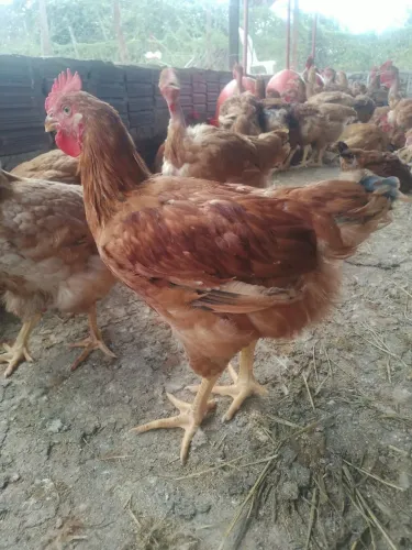 Galinhas rodlan e pescoço pelado
