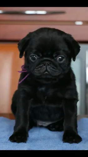Pug - Uma Combinação De Força E Inteligência