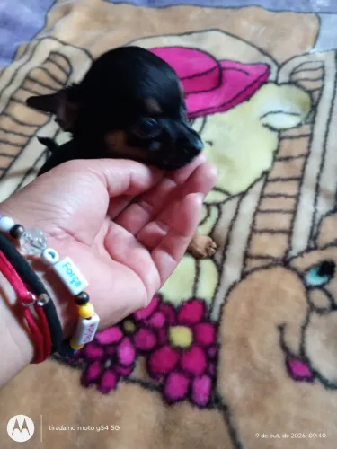 Chihuahua machinho