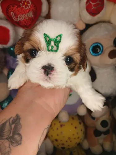 Shihtzu não é doação