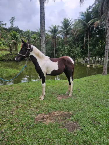 Potro mangalarga registrado 