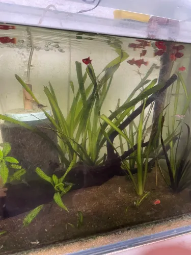Aquário 70cm Completo e Montado - Ecossistema Pronto com Peixes, Plantas e Camarões