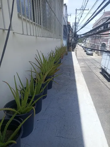 Mudas de Babosa (Aloe Vera) Grande no Vaso - Pronta para Uso!