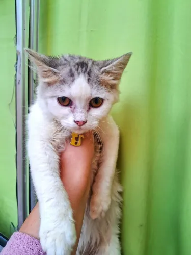 DOAÇÃO DE GATO DE RAÇA 