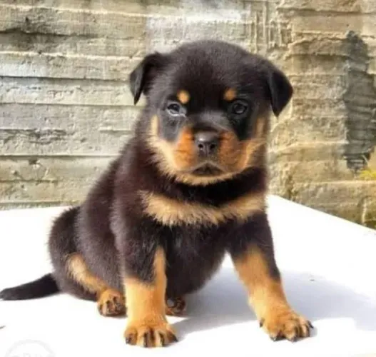 Rottweiler Filhotes Puros Guardiões.
