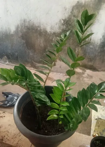 Vaso de Plantas de Zamioculca