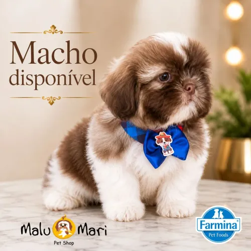 Shihtzu macho tricolor 