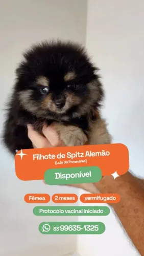 Filhote de Spitz Alemão - fêmea