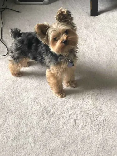 Filhote Yorkshire Terrier, Diga olá ao seu novo companheiro de aventuras!