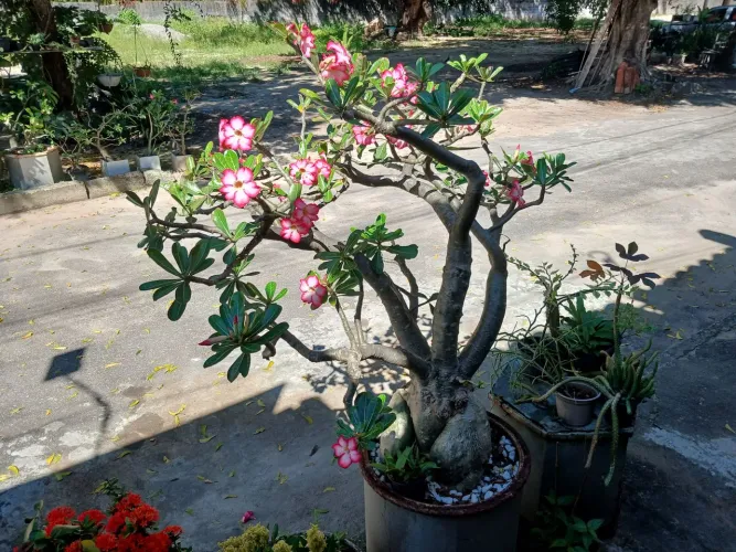Rosa do deserto