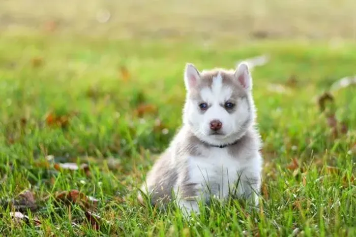 Husky Siberiano de Olhos Encantadores ?