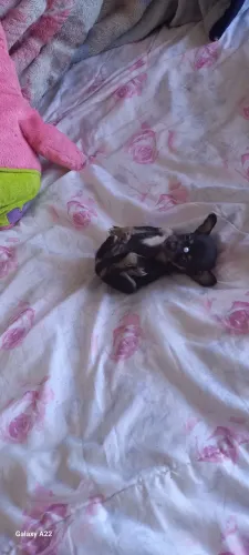Pincher zero feminha