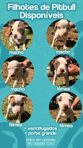 Filhote de Pit bull