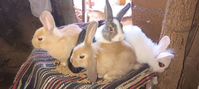 Coelhos Filhote 