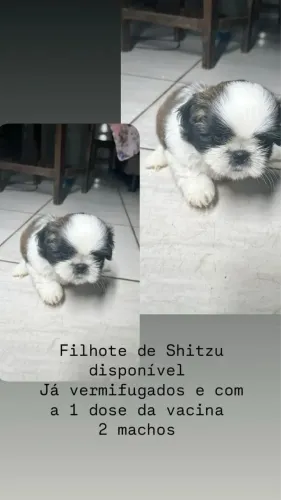 Cachorro Shitsu 