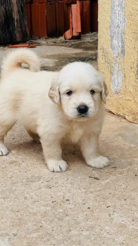 Golden Retriever
