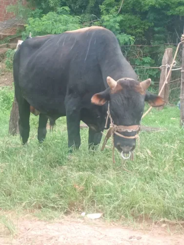 Touro sadio e uma novilha cheia 