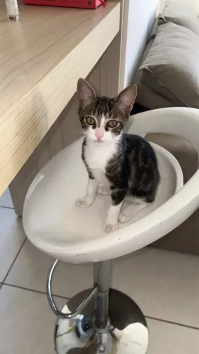Doação de gato 