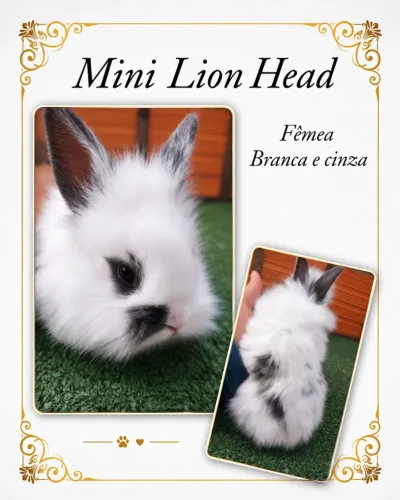 Linda fêmea Mini Lion Head Branca e Cinza disponível