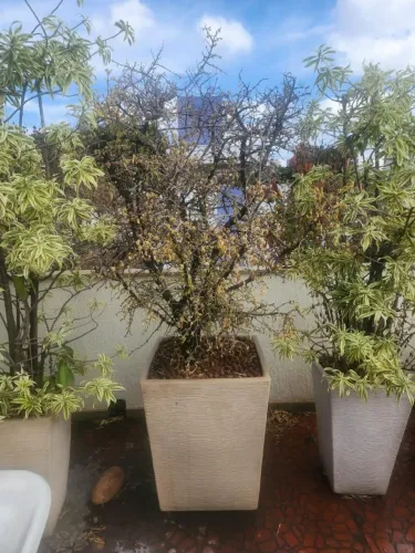 Vaso Pé de Acerola