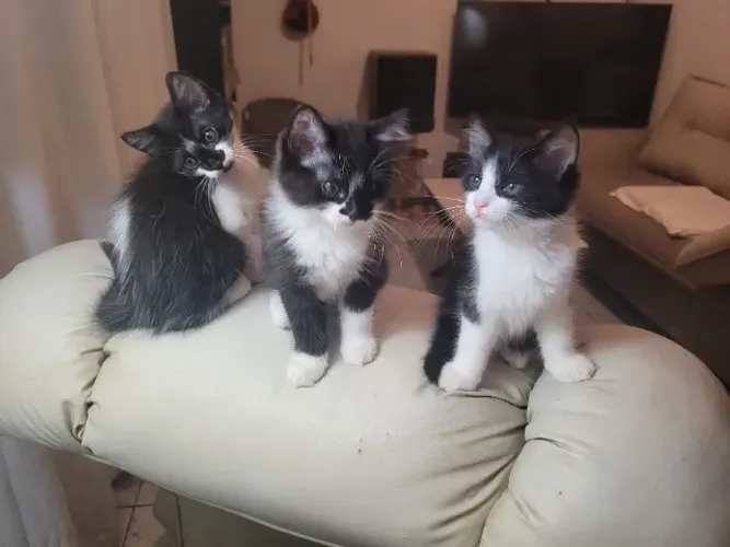 Lindos gatinhos de dois meses
