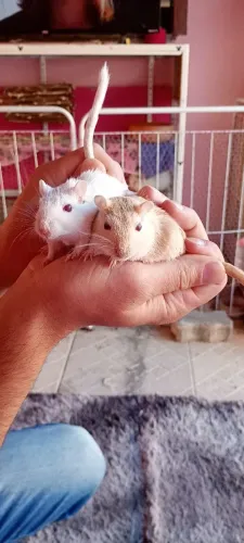 Gerbil Esquilo da Mongolia 