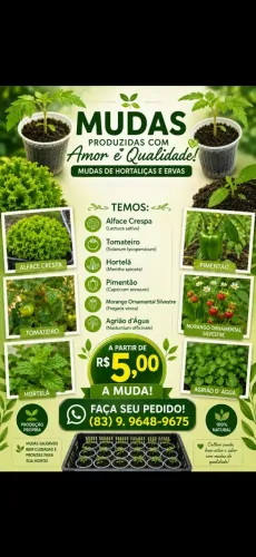 Ramo Verde Hortaliças - Mudas saudáveis e prontas para o cultivo