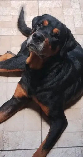 Rotweiller busca namorada