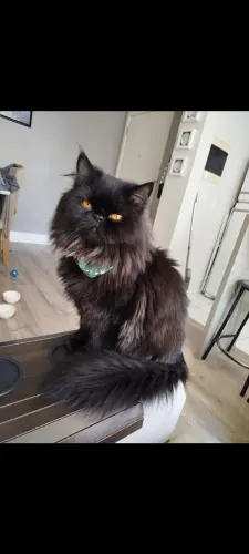 Gato persa procura fêmea para cruzar