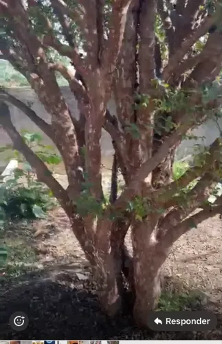 Pé de jabuticaba mais de 50 anos