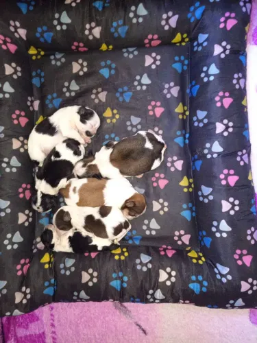 Shitzu