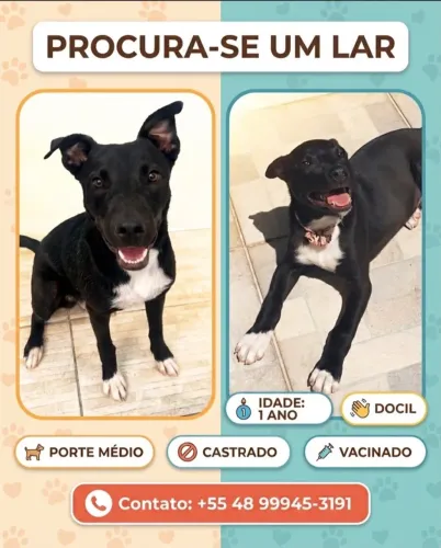 Cão para adoção