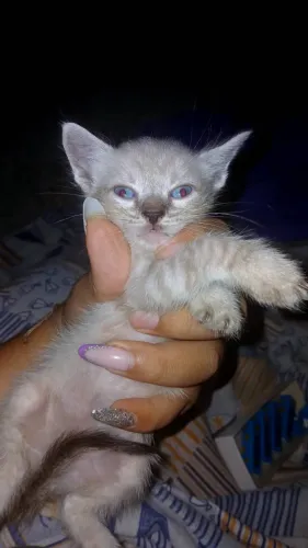 Gatinhos precisando de um lar