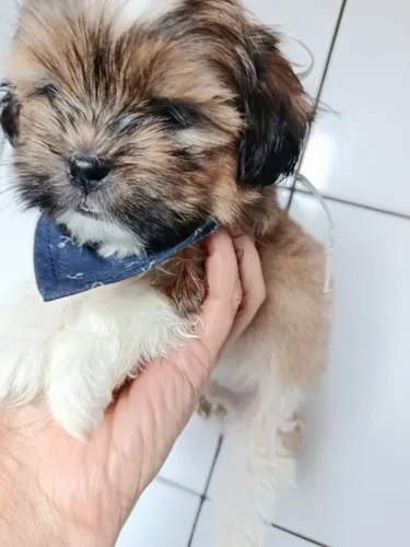 Filhote shih tzu, Carinho, diversão e lealdade!