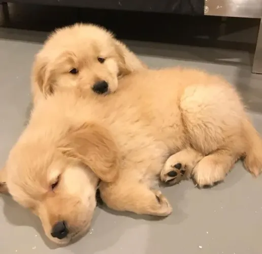 Golden retriever lindo e saudavel
