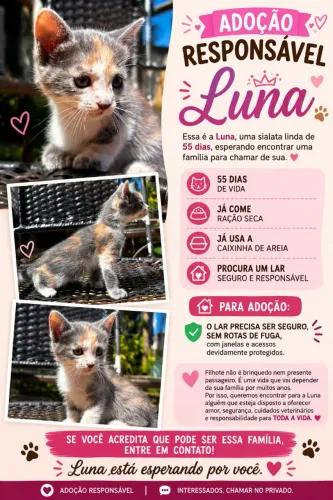 Uma linda tricolor de cinza com laranja