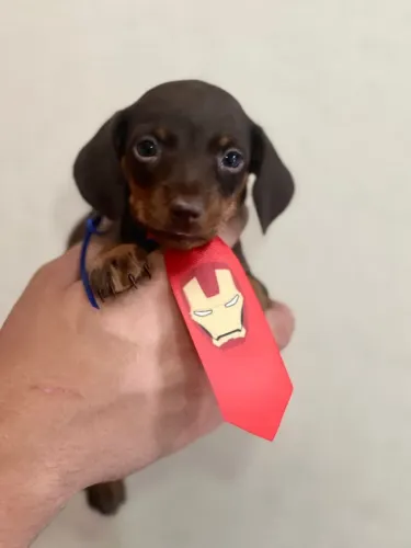 Dachshund Encantador Para Sua Família