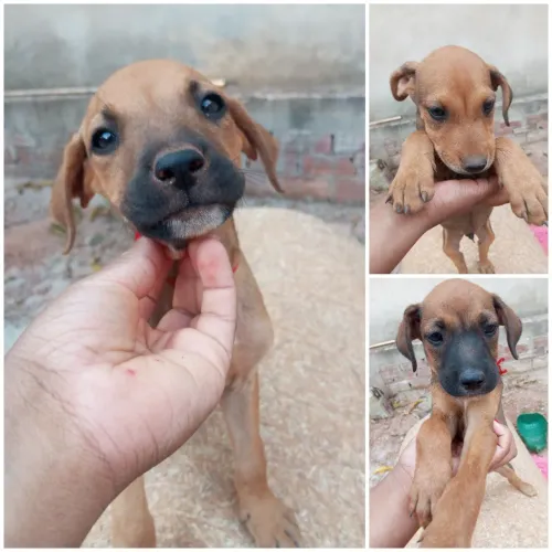 Doação de filhotes de cachorro
