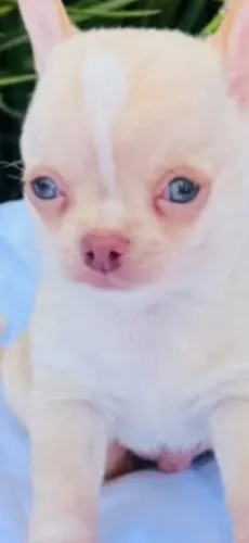 CHIHUAHUA 