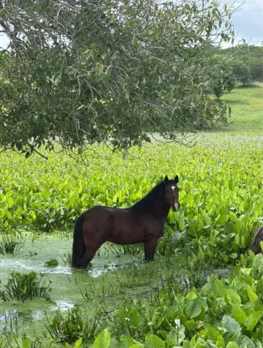 CAVALO CRIOULO