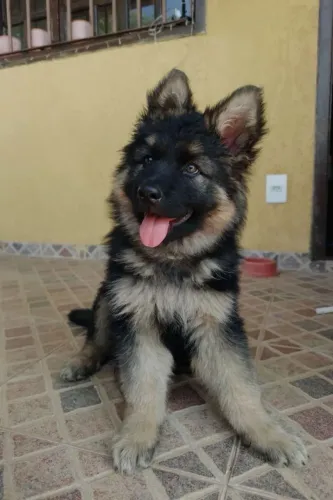 Pastor Alemão - Um Raio De Sol Em Forma De Cachorrinho