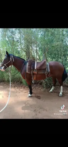 Vende-se égua