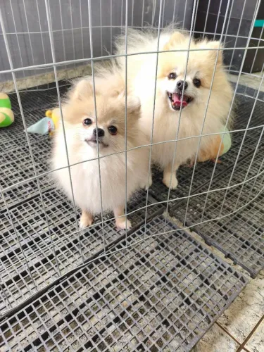 Lulu da Pomerânia 