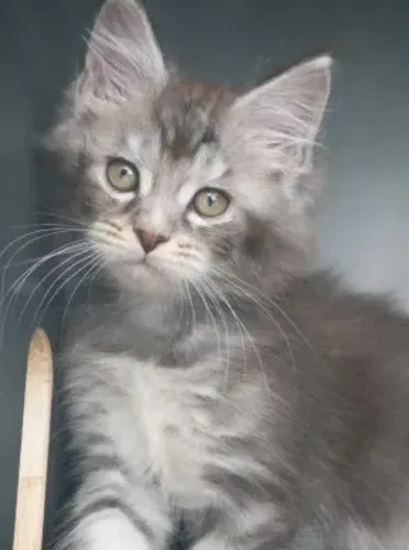 Lindo Filhote Maine Coon Blue Tabby