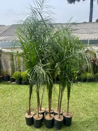Palmeira jerivá