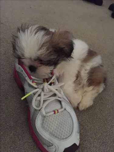 Shih tzu carinhosas fêmeas dóceis raça pura