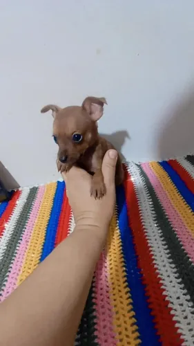 Pinscher zerinho macho 