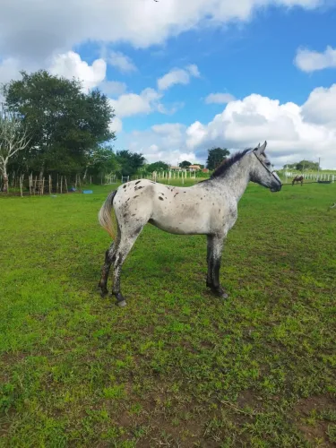 Égua (Apalusa X manga larga ) aceito proposta 